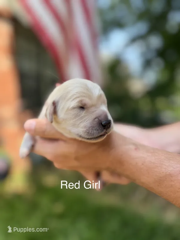 Daisy's Red Girl ❤️ – Golden Retriever puppy for sale in Tulsa, OK