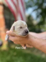 Daisy's Red Girl ❤️, a female Golden Retriever for sale in Tulsa, OK – 1 of 8