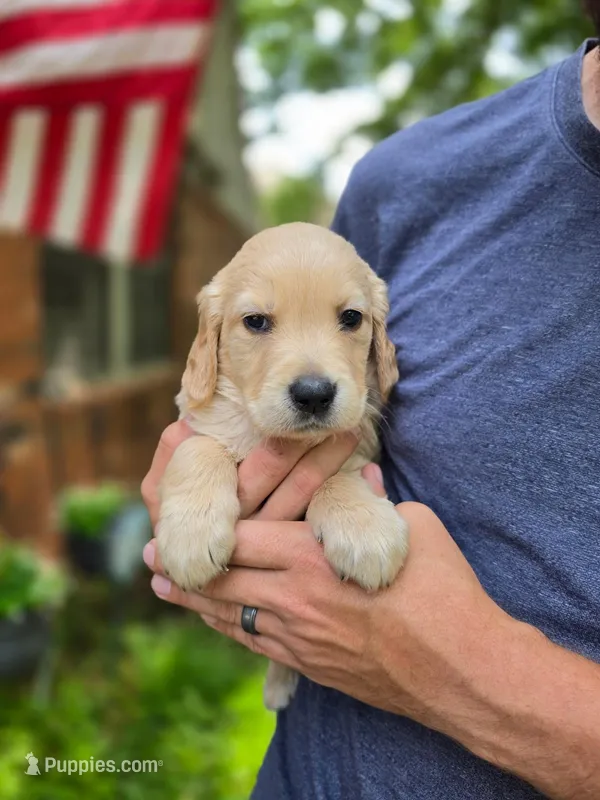 Winnie's Purple Girl – Golden Retriever puppy for sale in Tulsa, OK