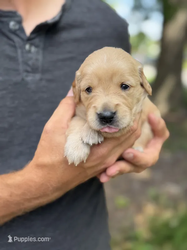 Daisy's Purple Girl 💜 – Golden Retriever puppy on hold in Tulsa, OK