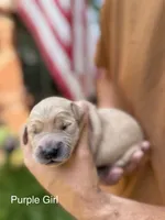 Daisy's Purple Girl 💜, a female Golden Retriever for sale in Tulsa, OK – 3 of 9