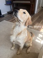 Daisy's White Girl 🤍, a female Golden Retriever for sale in Tulsa, OK – 6 of 7