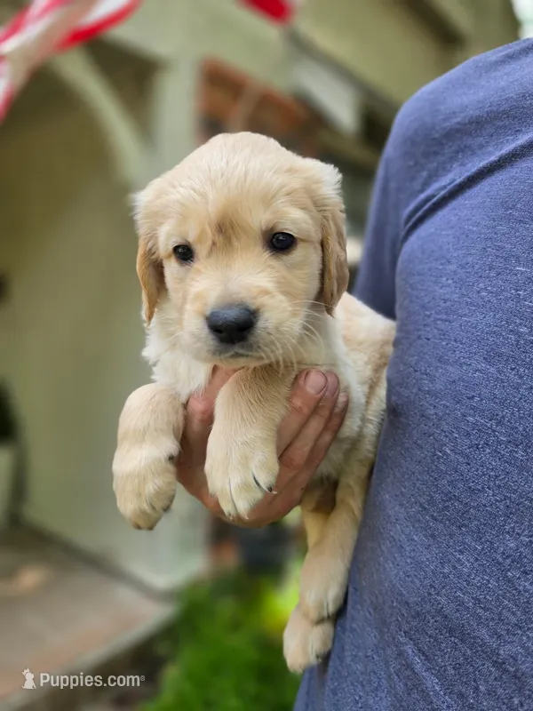 Winnie's Dark Green Boy – Golden Retriever puppy for sale in Tulsa, OK