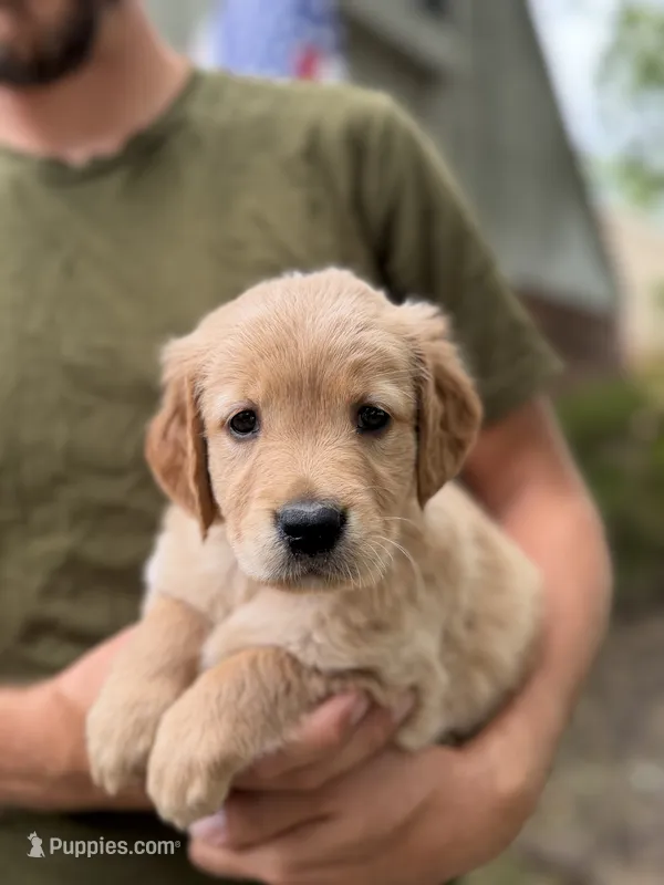 AKC Teal Girl 💙 – Golden Retriever puppy for sale in Tulsa, OK