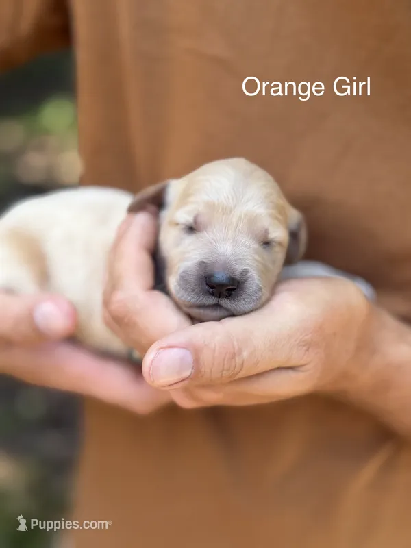 Daisy's Orange Girl 🧡 – Golden Retriever puppy for sale in Tulsa, OK