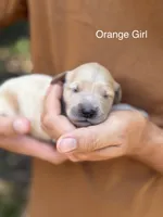 Daisy's Orange Girl 🧡, a female Golden Retriever for sale in Tulsa, OK – 1 of 9