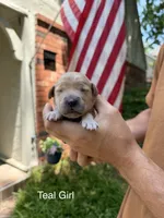 Daisy's Teal Girl 💙, a female Golden Retriever for sale in Tulsa, OK – 3 of 10