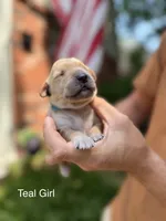 Daisy's Teal Girl 💙, a female Golden Retriever for sale in Tulsa, OK – 4 of 10