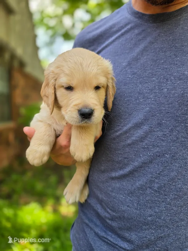 Winnie's Light Green Boy – Golden Retriever puppy for sale in Tulsa, OK