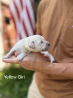 Daisy's Yellow Girl 💛, a female Golden Retriever for sale in Tulsa, OK – 2 of 7