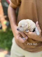 Daisy's Pink Girl 🩷, a female Golden Retriever for sale in Tulsa, OK – 2 of 7