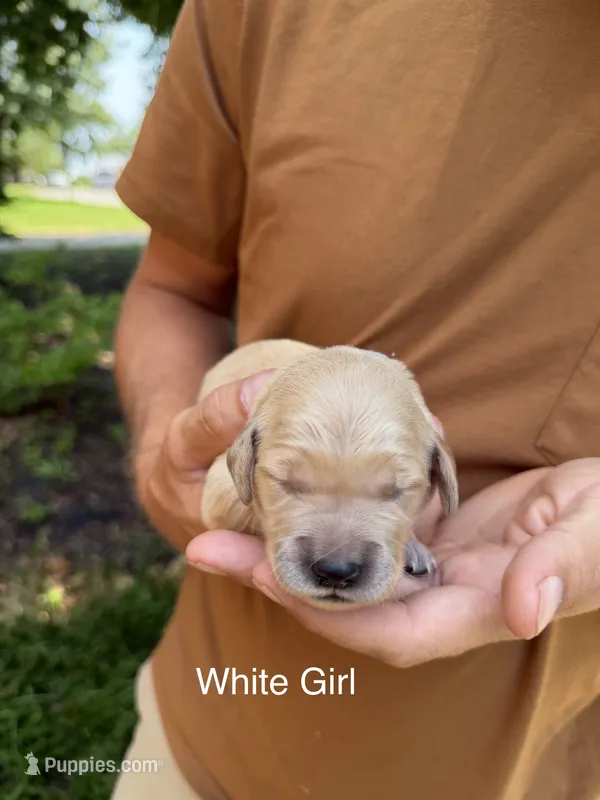 Daisy's White Girl 🤍 – Golden Retriever puppy for sale in Tulsa, OK