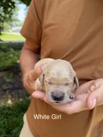 Daisy's White Girl 🤍, a female Golden Retriever for sale in Tulsa, OK – 1 of 7
