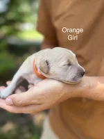 Daisy's Orange Girl 🧡, a female Golden Retriever for sale in Tulsa, OK – 4 of 9
