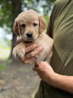AKC Teal Girl 💙, a female Golden Retriever for sale in Tulsa, OK – 4 of 10