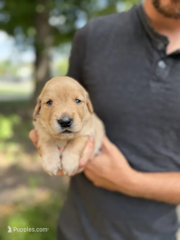 Daisy's Teal Girl 💙 – Golden Retriever puppy for sale in Tulsa, OK