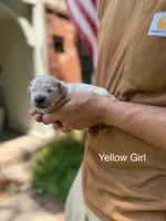 Daisy's Yellow Girl 💛, a female Golden Retriever for sale in Tulsa, OK – 1 of 7