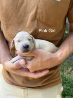 Daisy's Pink Girl 🩷, a female Golden Retriever for sale in Tulsa, OK – 3 of 7