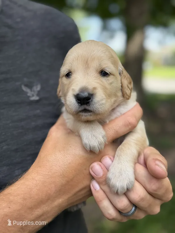 Daisy's Red Girl ❤️ – Golden Retriever puppy on hold in Tulsa, OK