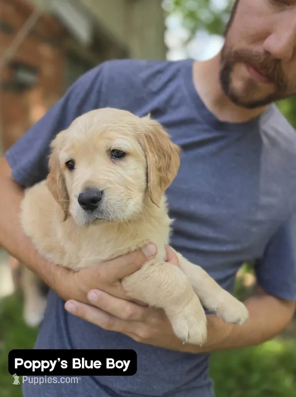 Poppy's Blue Boy – Golden Retriever puppy for sale in Tulsa, OK