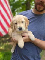 Poppy's Blue Boy, a male Golden Retriever for sale in Tulsa, OK – Photo 2 of 2