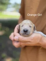 Daisy's Orange Girl 🧡, a female Golden Retriever for sale in Tulsa, OK – 2 of 9
