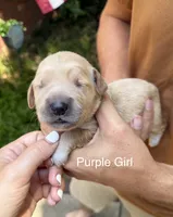 Daisy's Purple Girl 💜, a female Golden Retriever for sale in Tulsa, OK – 5 of 9