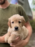 AKC Teal Girl 💙, a female Golden Retriever for sale in Tulsa, OK – 3 of 10