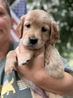 AKC Teal Girl 💙, a female Golden Retriever for sale in Tulsa, OK – 6 of 10