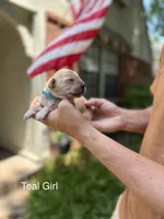 Daisy's Teal Girl 💙, a female Golden Retriever for sale in Tulsa, OK – 6 of 10