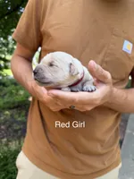 Daisy's Red Girl ❤️, a female Golden Retriever for sale in Tulsa, OK – 4 of 8