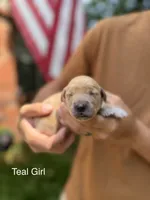 Daisy's Teal Girl 💙, a female Golden Retriever for sale in Tulsa, OK – 2 of 10
