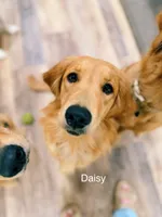 Daisy's Yellow Girl 💛, a female Golden Retriever for sale in Tulsa, OK – 4 of 7