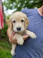 Poppy's Silver Boy, a male Golden Retriever for sale in Tulsa, OK – Photo 2 of 2