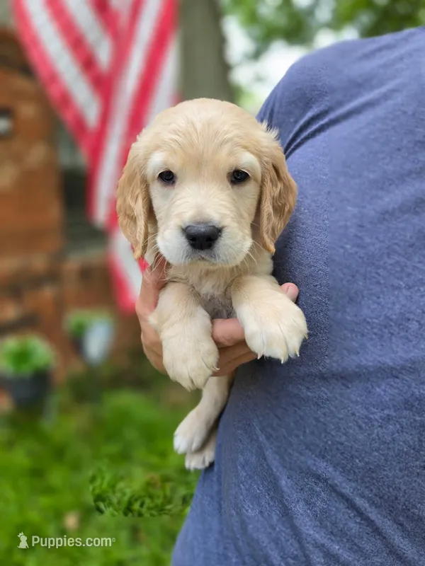 Poppy's Silver Boy – Golden Retriever puppy for sale in Tulsa, OK