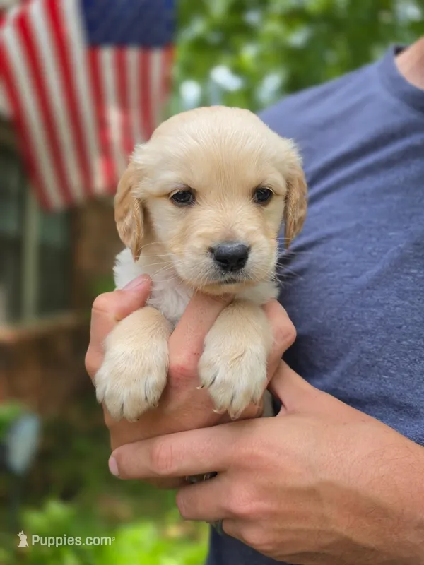 Winnie's Little Yellow – Golden Retriever puppy for sale in Tulsa, OK