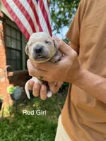 Daisy's Red Girl ❤️, a female Golden Retriever for sale in Tulsa, OK – 3 of 8
