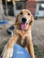 Daisy's Yellow Girl 💛, a female Golden Retriever for sale in Tulsa, OK – 5 of 7