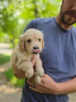 Winnie's Silver Girl, a female Golden Retriever for sale in Tulsa, OK – Photo 3 of 3