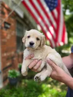 Winnie's Silver Girl, a female Golden Retriever for sale in Tulsa, OK – Photo 2 of 3