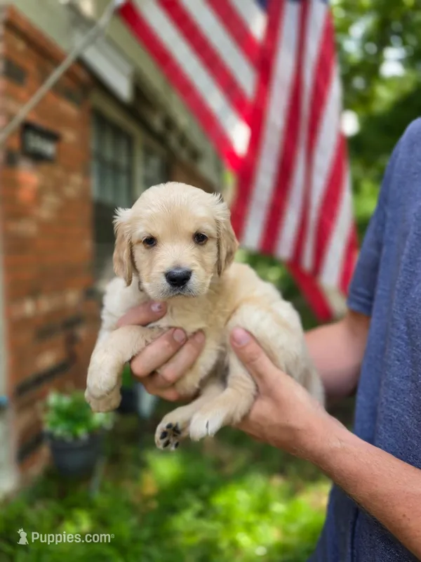 Winnie's Silver Girl – Golden Retriever puppy for sale in Tulsa, OK