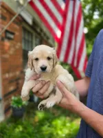 Winnie's Silver Girl, a female Golden Retriever for sale in Tulsa, OK – Photo 1 of 3