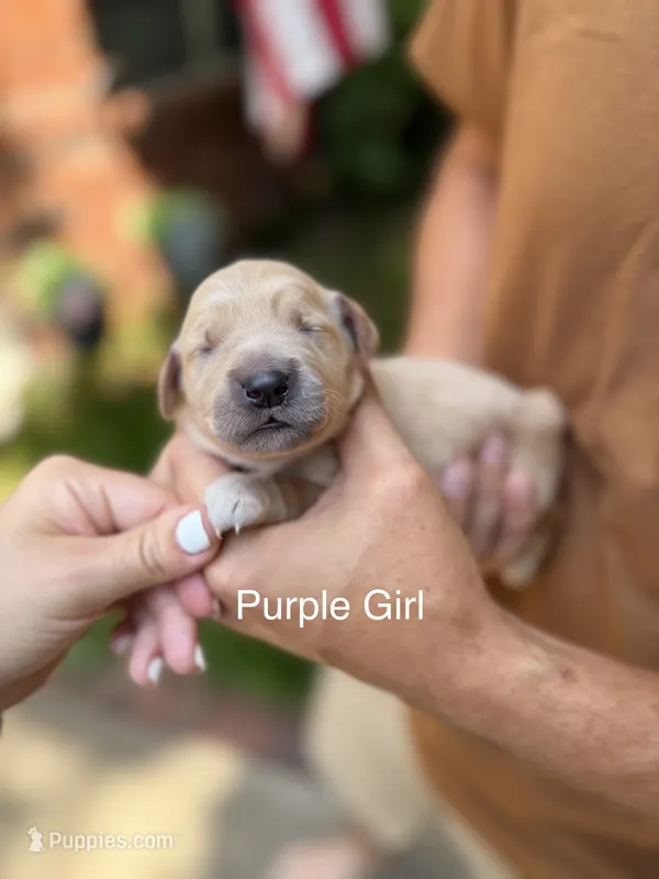 Daisy's Purple Girl 💜 – Golden Retriever puppy for sale in Tulsa, OK