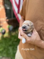 Daisy's Purple Girl 💜, a female Golden Retriever for sale in Tulsa, OK – 2 of 9