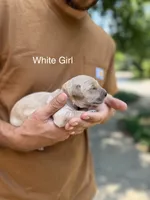 Daisy's White Girl 🤍, a female Golden Retriever for sale in Tulsa, OK – 2 of 7