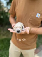 Daisy's Red Girl ❤️, a female Golden Retriever for sale in Tulsa, OK – 2 of 8