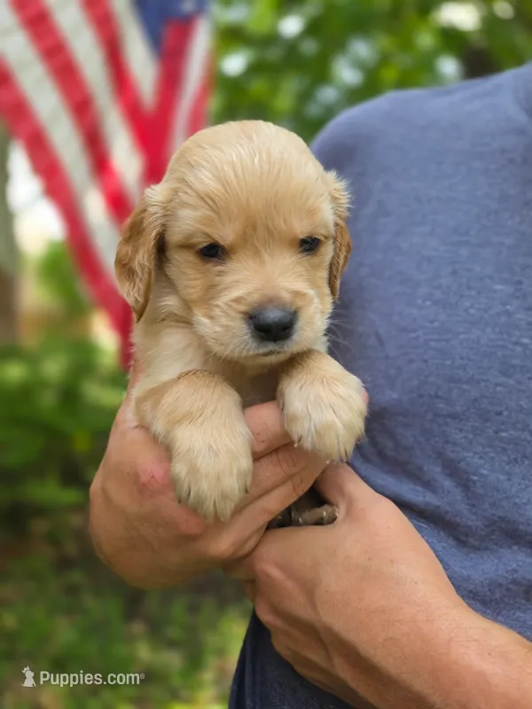 Winnie's Little Red – Golden Retriever puppy for sale in Tulsa, OK