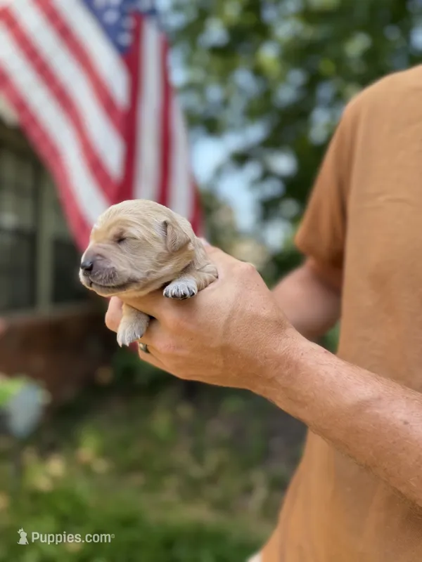 Daisy's Teal Girl 💙 – Golden Retriever puppy for sale in Tulsa, OK