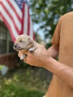 Daisy's Teal Girl 💙, a female Golden Retriever for sale in Tulsa, OK – 1 of 10