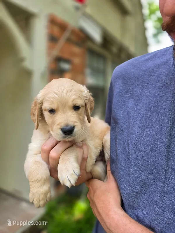 Winnie's Orange Boy – Golden Retriever puppy for sale in Tulsa, OK